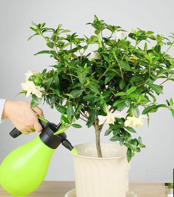 家里的花开一次,就再也不开了,赶紧施点“催花肥”! 家里的花开一次,就再也不开了,赶紧施点“催花肥”!