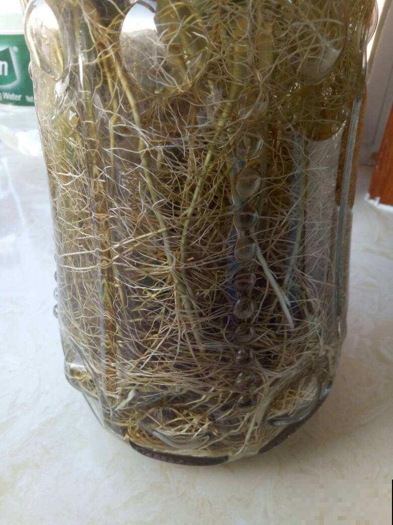 家庭养富贵竹，注意这6点，盆盆壮实叶子油绿