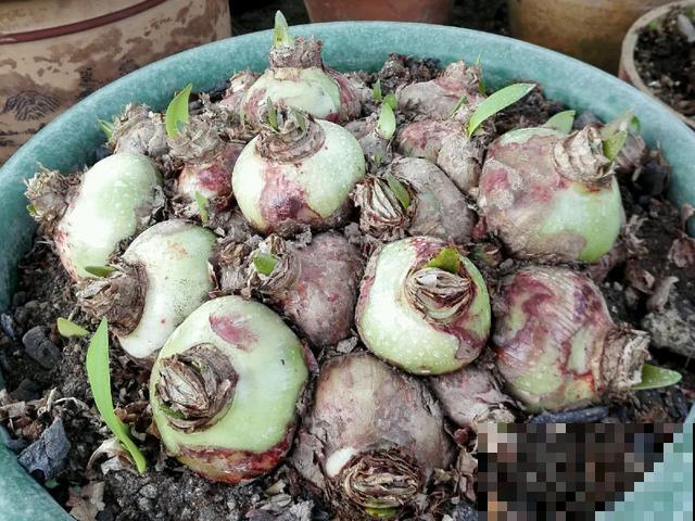 10种花，落片叶子就生根，盆里长满小崽！