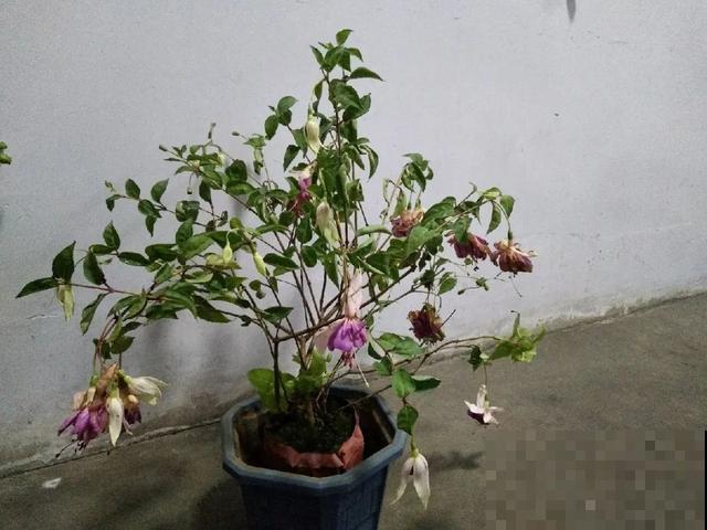 8种花,天热不能换盆,换了3天必死! 8种花,天热不能换盆,换了3天必死!