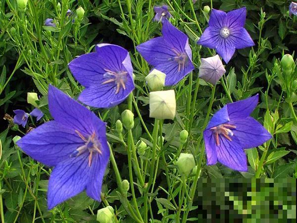 30首与花有关的老歌，满满的回忆，每一首都很经典！