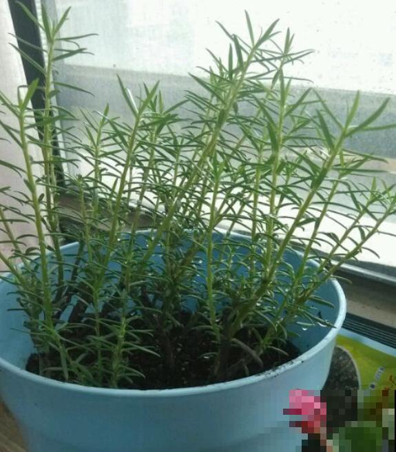 晒不死的3种花，一晒就冒花苞，一缺光就徒长！