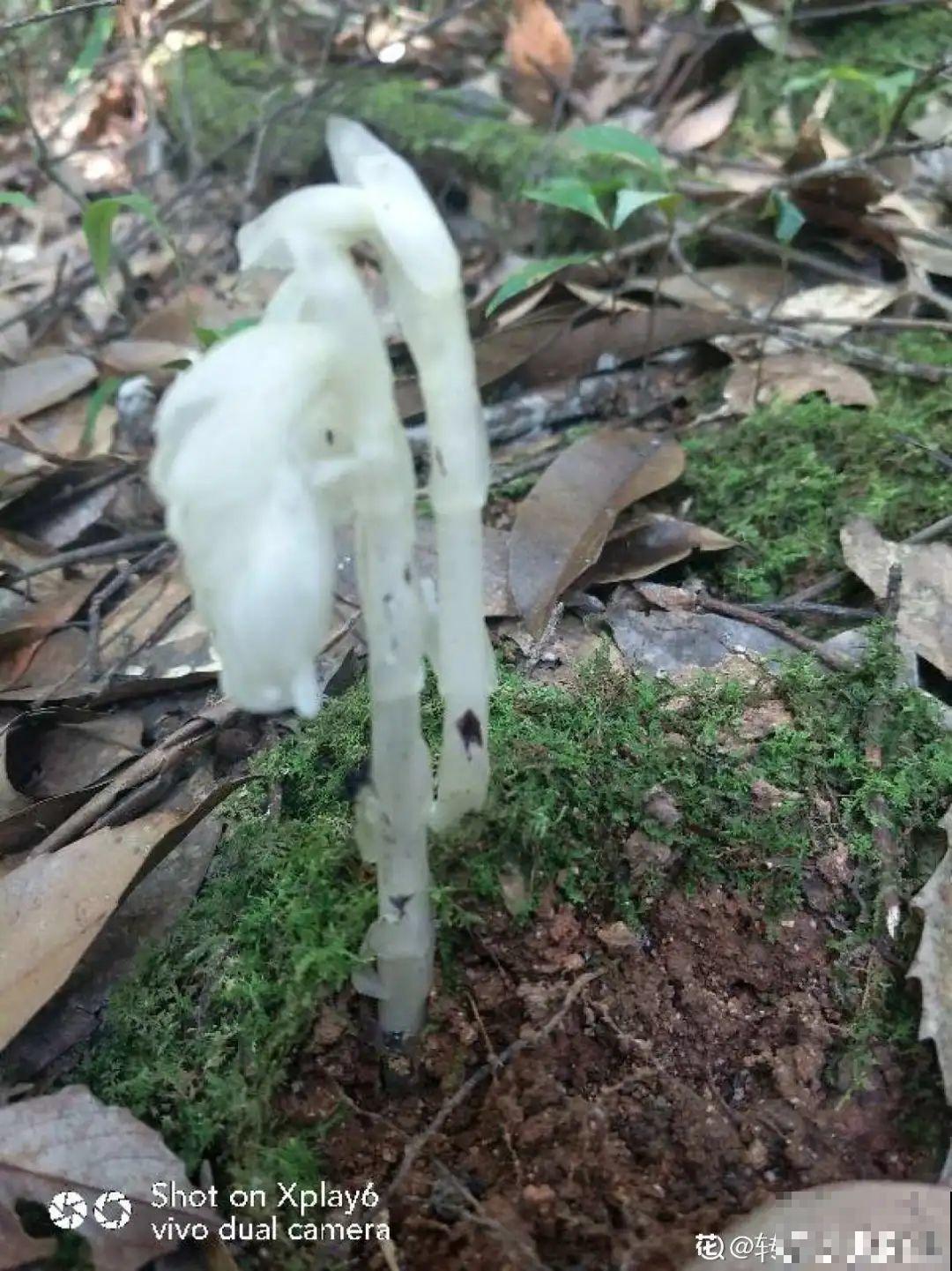 听起来吓人的花,超有特点,你敢养吗 听起来吓人的花,超有特点,你敢养吗