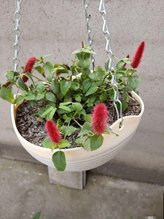 家里养盆“尾巴花”，开花毛茸茸，养一盆太吸睛