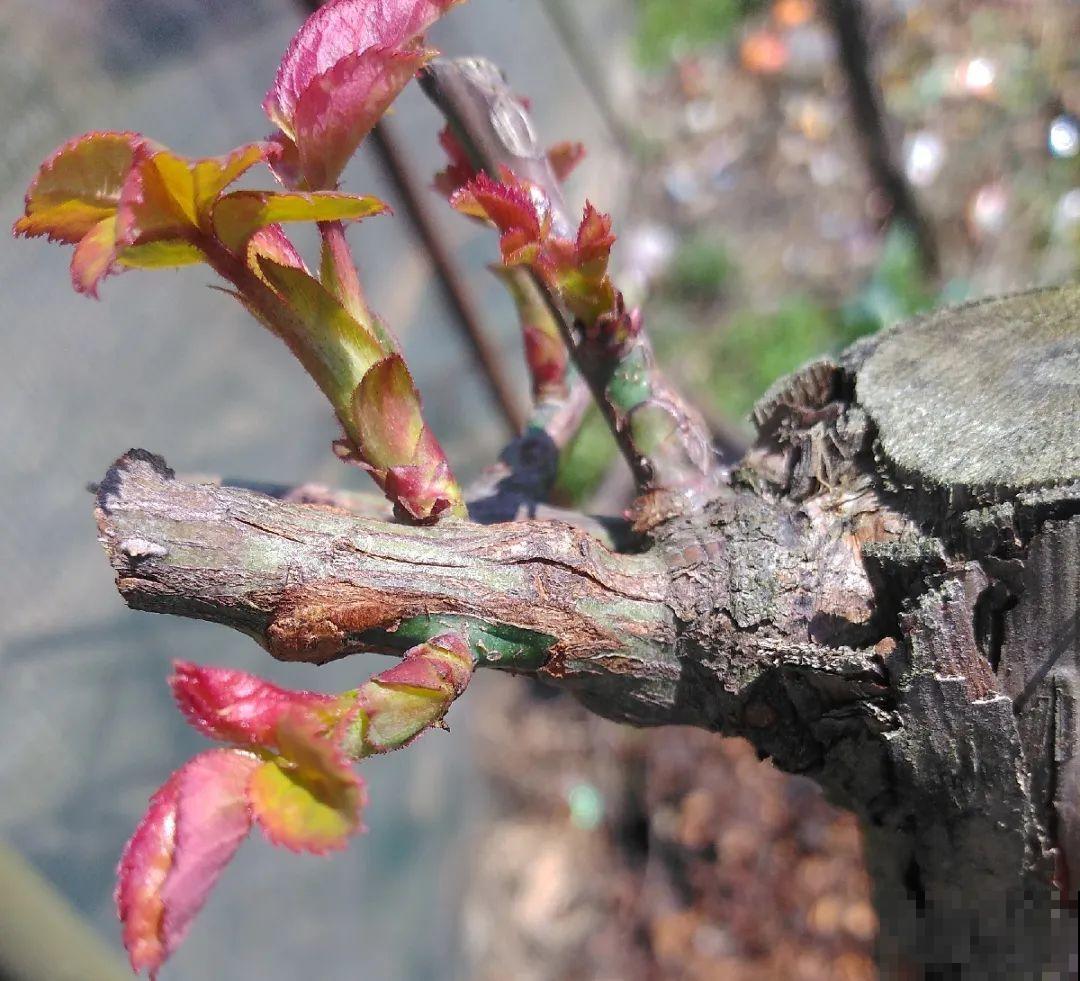 7月出梅，7月入伏，这些花赶紧收拾了！