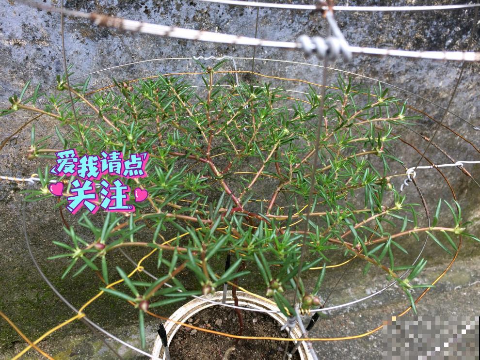 他用3年把吊兰养成老桩，花友们质疑：是假的！