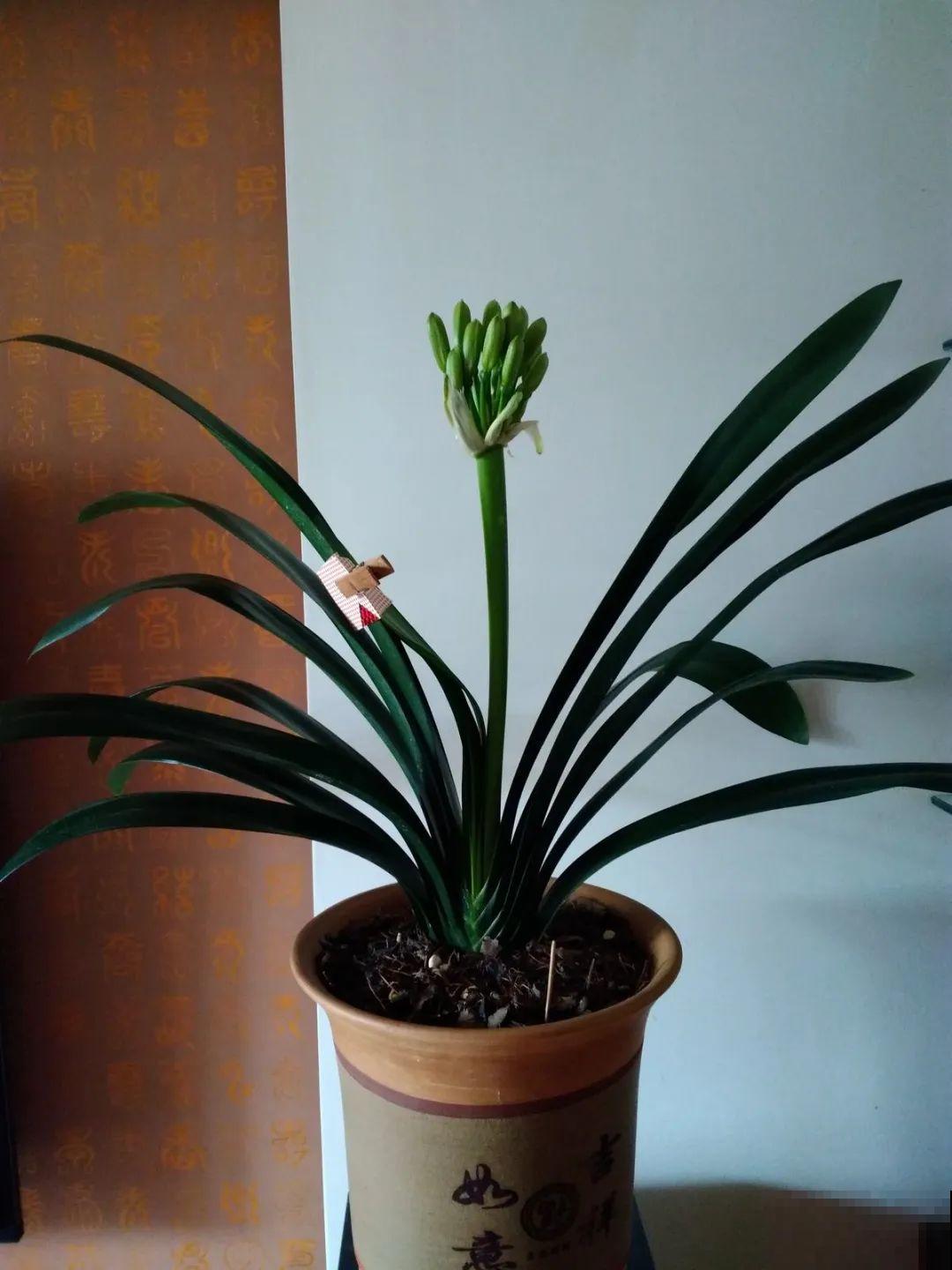 30种耐阴花，室内光照不佳，也能全年开花！