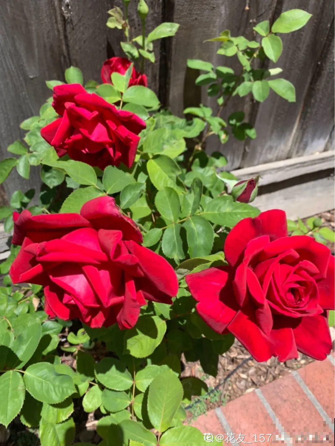 家里养这20种花,呼呼开花,花多得看不见叶 家里养这20种花,呼呼开花,花多得看不见叶