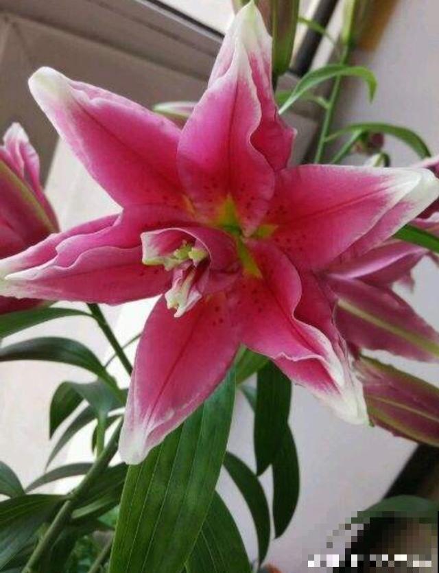 百合花品种那么多,这些中国原生百合,你见过几种? 百合花品种那么多,这些中国原生百合,你见过几种?