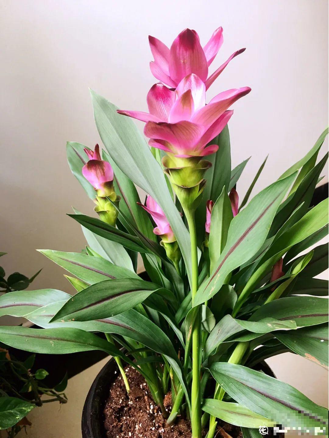 这些花，听名字就不想养，没想到开花后美呆了！