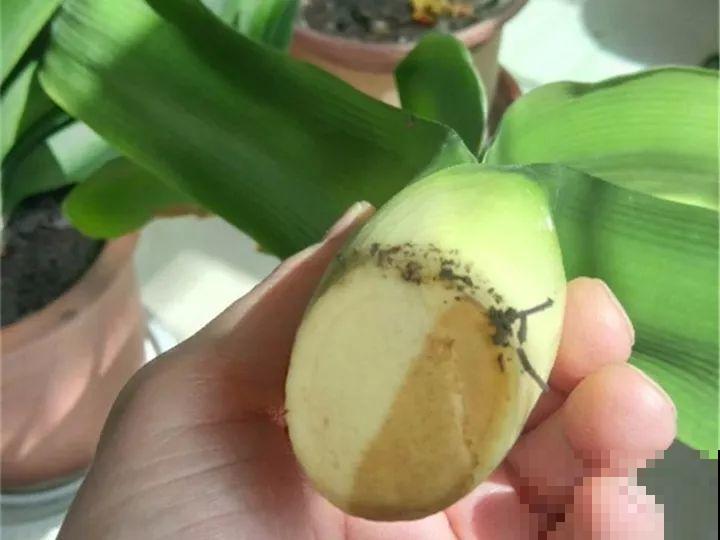 30年的君子兰,长出粗壮大老桩,砍还是不砍? 30年的君子兰,长出粗壮大老桩,砍还是不砍?