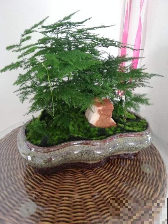 夏天温度高，4个养花降温方法，花都安稳度夏