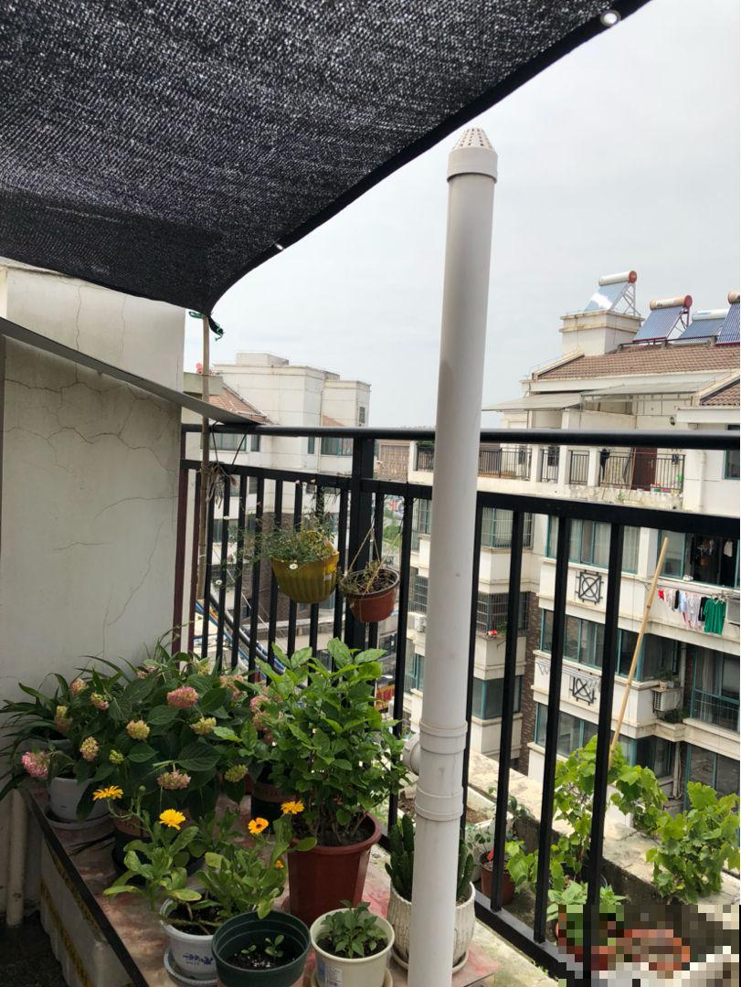 夏天温度高，4个养花降温方法，花都安稳度夏