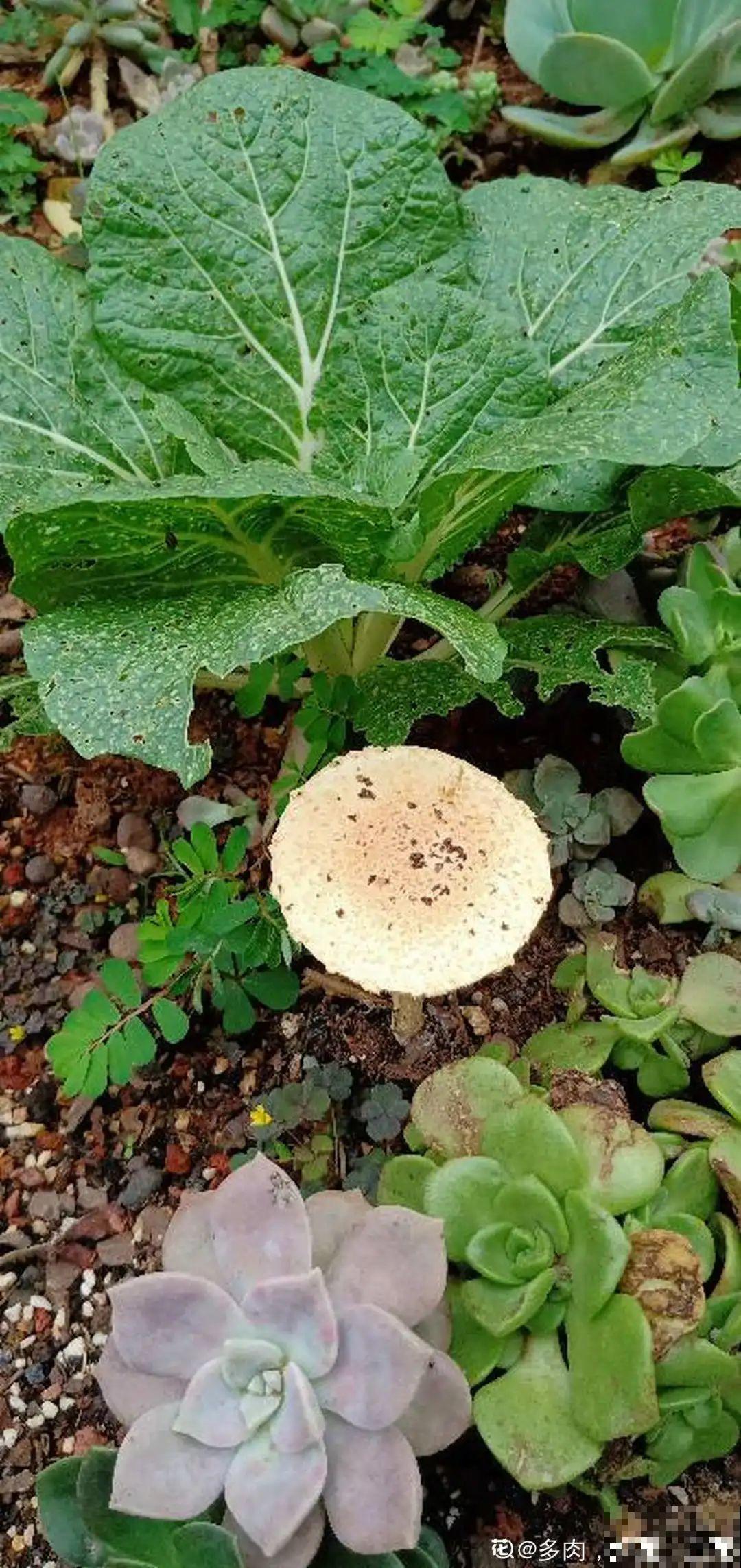 花盆里冒了小蘑菇,太吓人,赶紧丢了! 花盆里冒了小蘑菇,太吓人,赶紧丢了!
