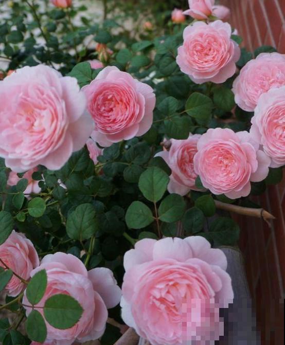 13种月季花，丰花勤花、花期超长，你能认出几种？