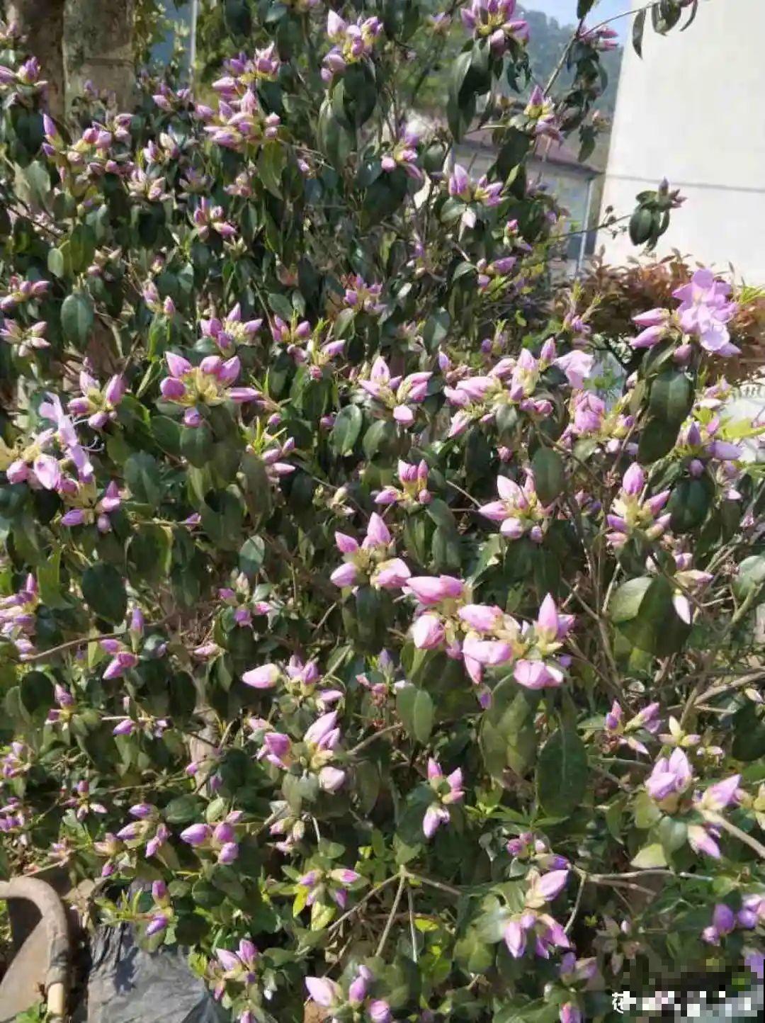夏天养花,这个地方千万别摆,否则3天死翘翘! 夏天养花,这个地方千万别摆,否则3天死翘翘!