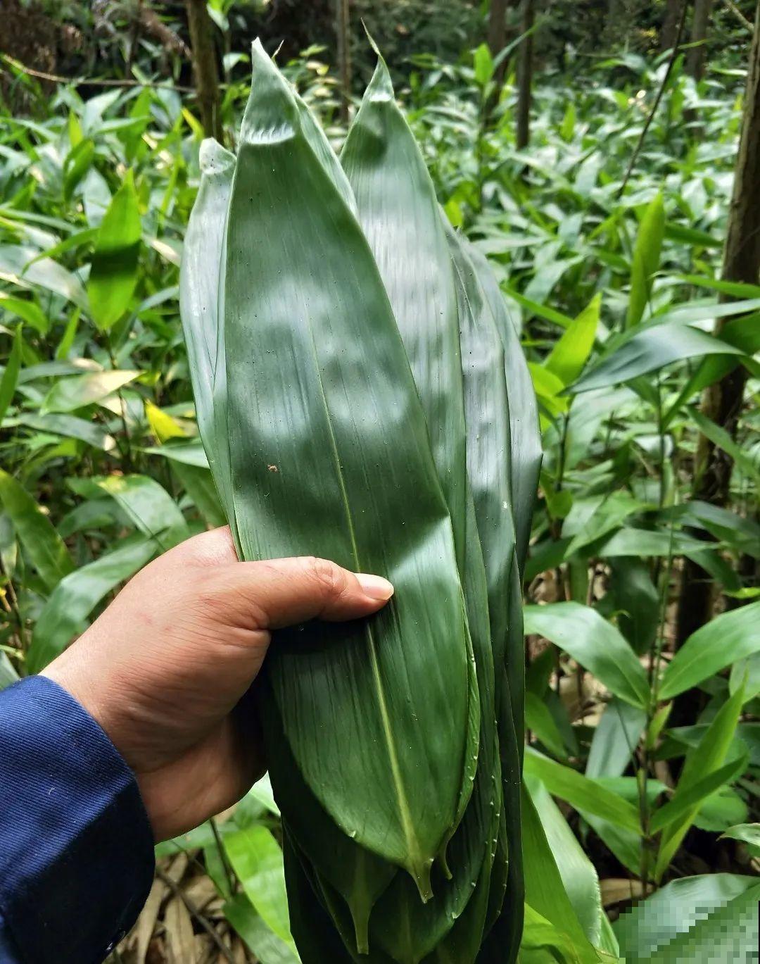 端午节,离不开这8种花,镇宅保平安! 端午节,离不开这8种花,镇宅保平安!