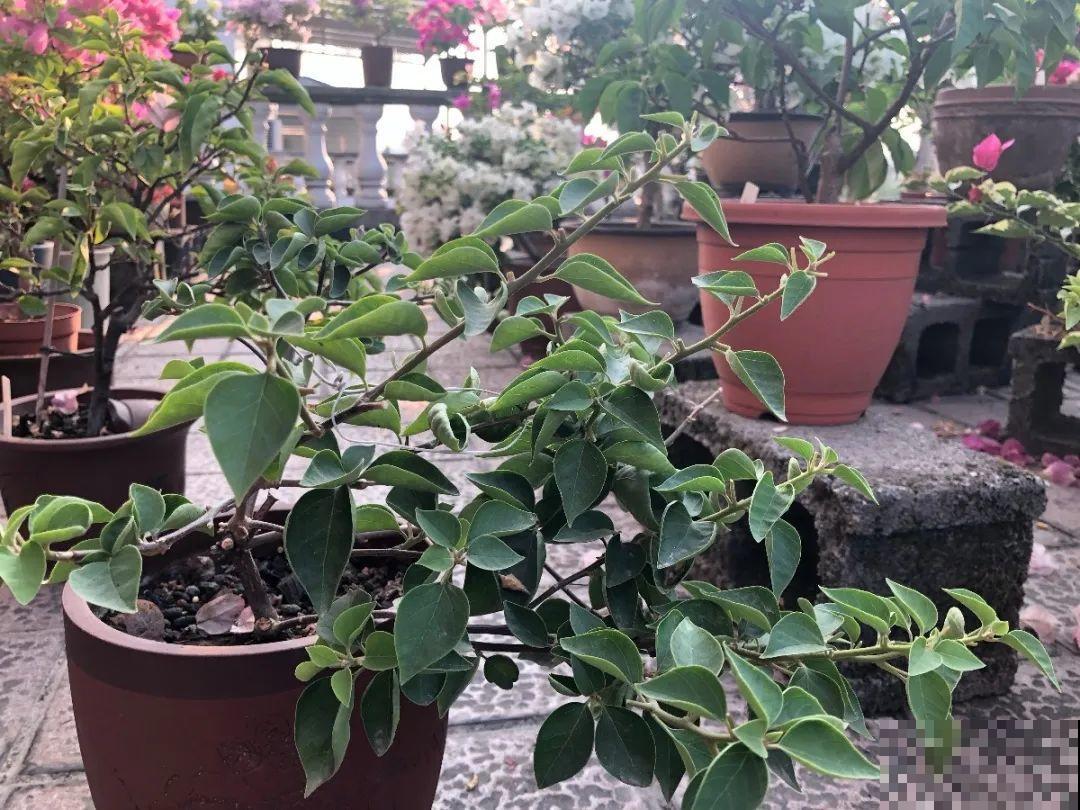 8种花，5月要赶紧修剪，剪完了还能窜新芽