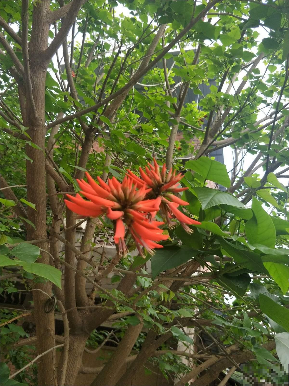 路边的刺桐大高个，开花奇特惹人沉醉，原来还有大作用！