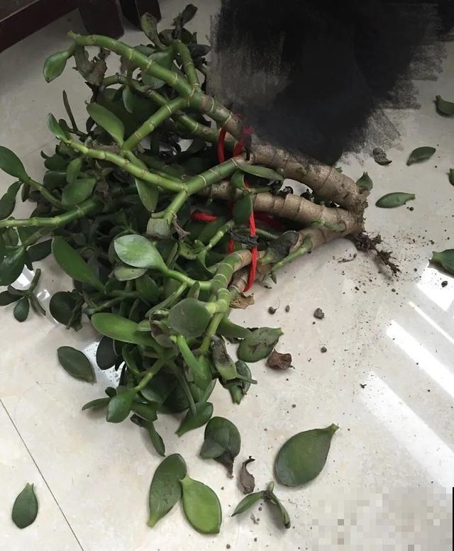 夏天潮湿闷热，一不小心花就烂根，看准时机砍掉，照样长出新叶子