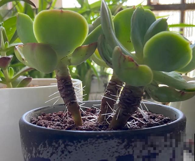 8种花,天热不能换盆,换了3天必死! 8种花,天热不能换盆,换了3天必死!