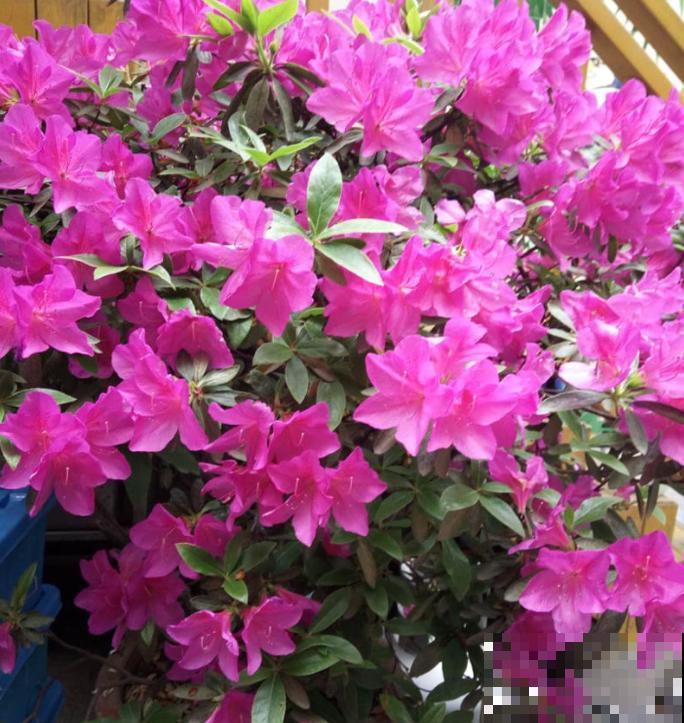 花市卖的花,都是老外培育的品种,国产花有哪些? 花市卖的花,都是老外培育的品种,国产花有哪些?