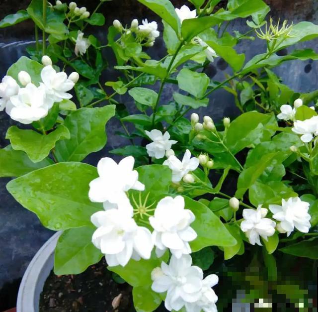 花出现黄叶打蔫，千万别扔，还能救回来！