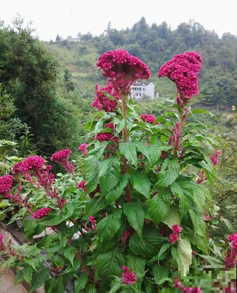 农村院子没人管的花，一长一大片，天热美翻了！