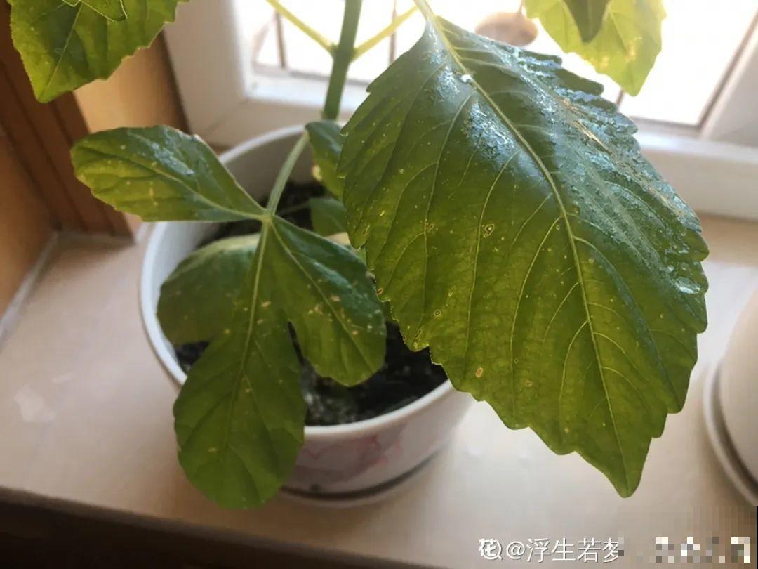 早上起来院子被淹，100盆花，还有救吗？