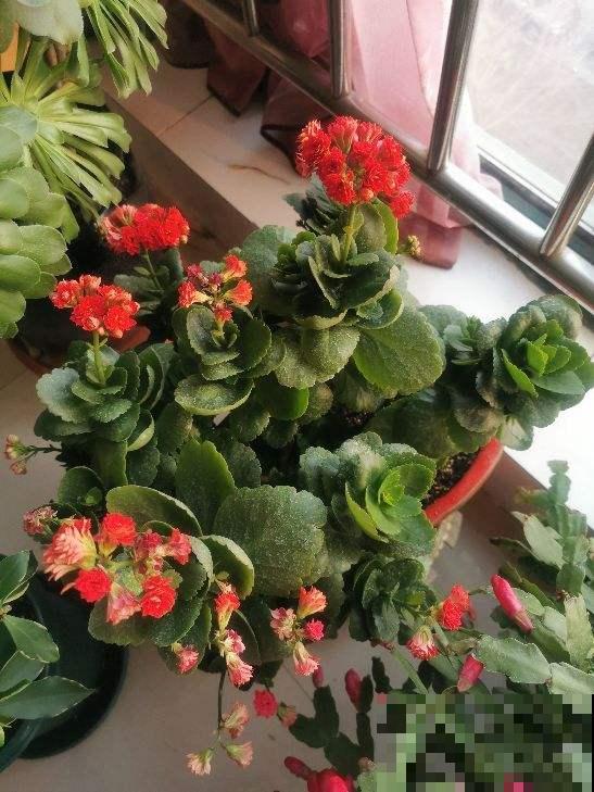 养花施肥是关键,合理使用氮磷钾肥,花才能长得好 养花施肥是关键,合理使用氮磷钾肥,花才能长得好