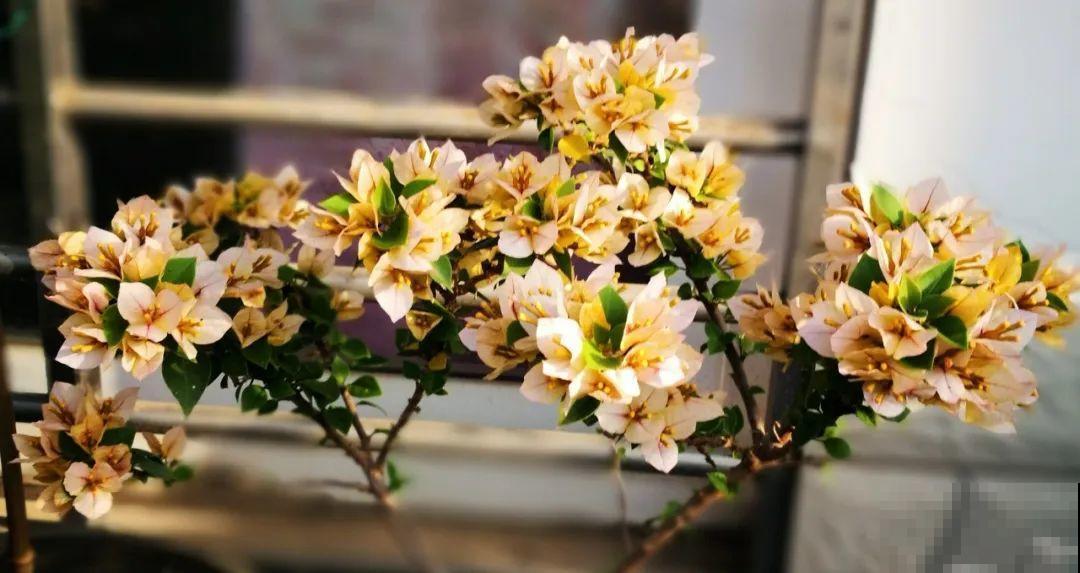 超耐热的三角梅，30℃仍然疯狂开花，爬成一面大花墙！