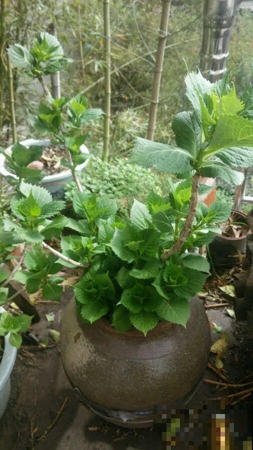 咸菜坛子先别丢,拿来养花,盆盆养成小树,太震撼 咸菜坛子先别丢,拿来养花,盆盆养成小树,太震撼