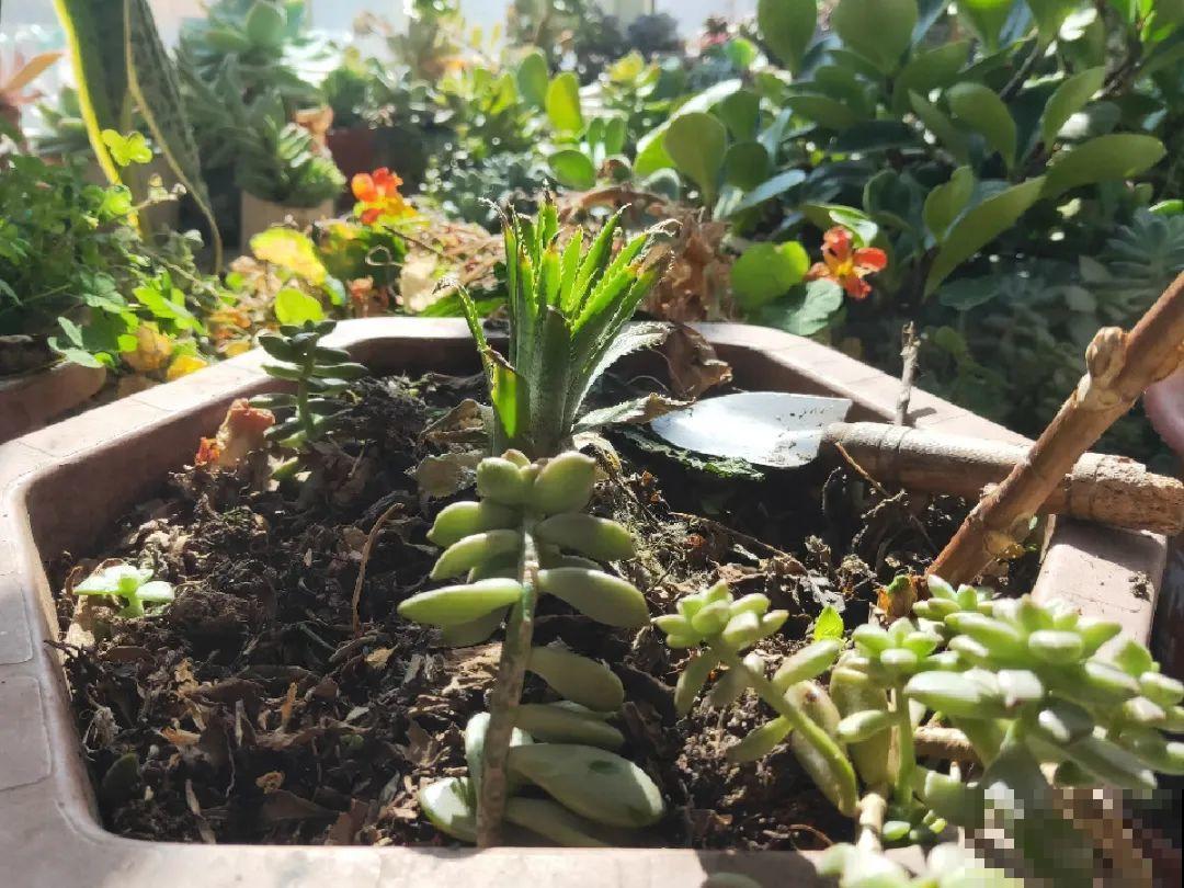 土里有虫子，1招杀干净，否则会传染！