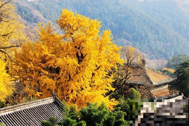 中国8大古树，历经千年不倒，最老一棵4000岁！