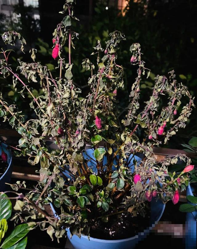 10种花一晒就死,夏天别放南阳台,小心晒成梅干菜! 10种花一晒就死,夏天别放南阳台,小心晒成梅干菜!