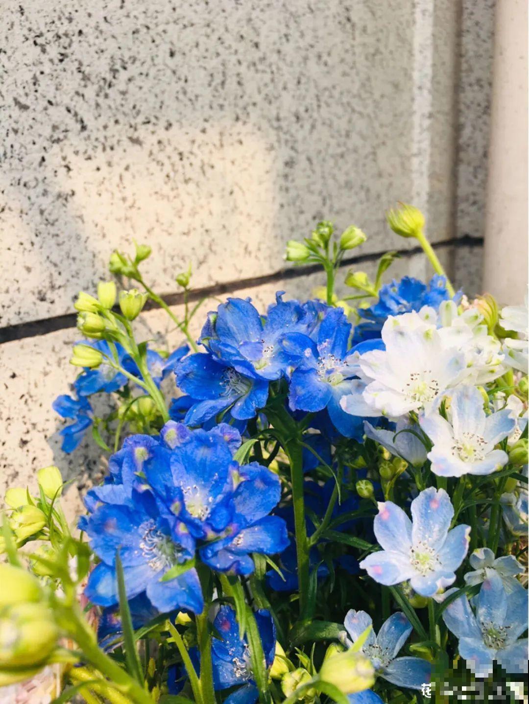 6种小众花,开花特别美,少有人养过! 6种小众花,开花特别美,少有人养过!