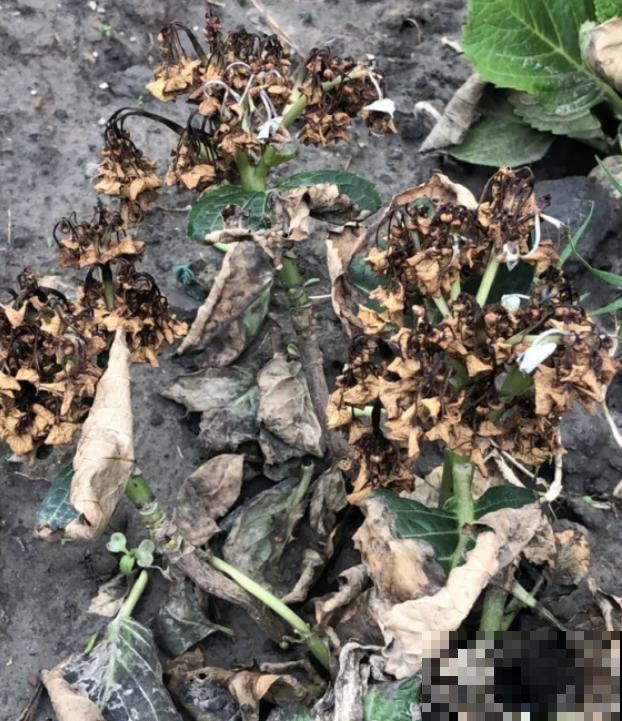 快死的花别扔，这个位置剪一刀，还能起死回生！