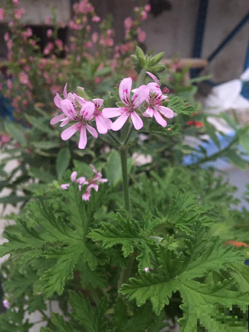 怕蚊子就养香叶天竺葵，蚊子不敢靠近，还能净化空气