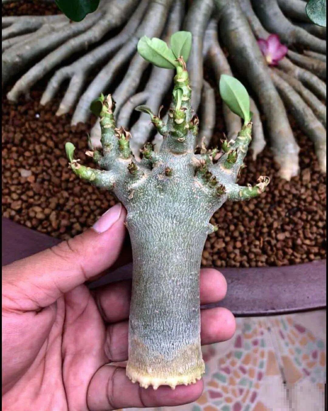 吊兰就用小盆养，根系拽一拽，立马变老桩！