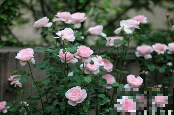 不会判断休眠期，难怪你家的花，夏天总是死！