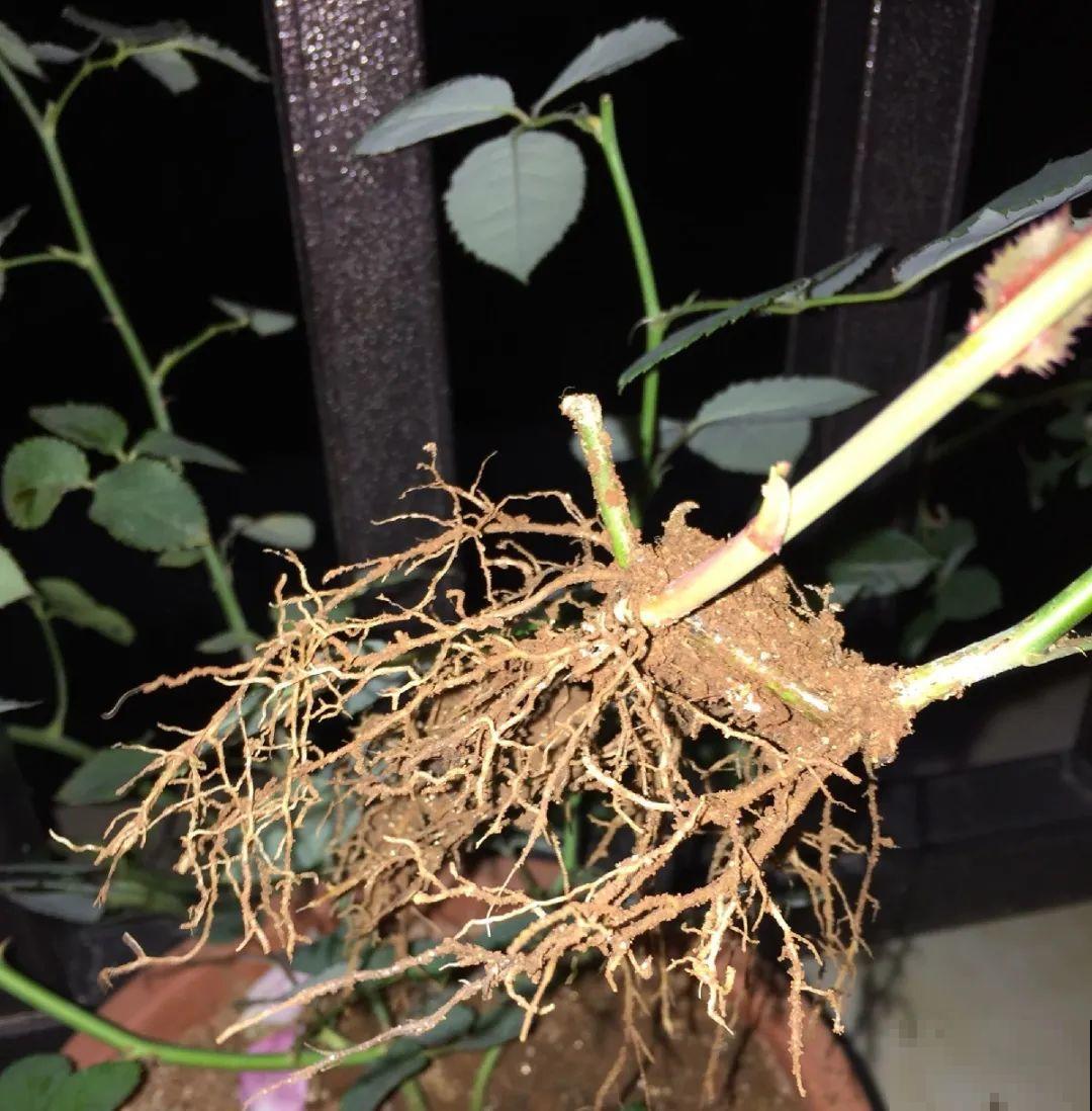 这花不用扦插，枝条往下一拉，1盆变20盆！