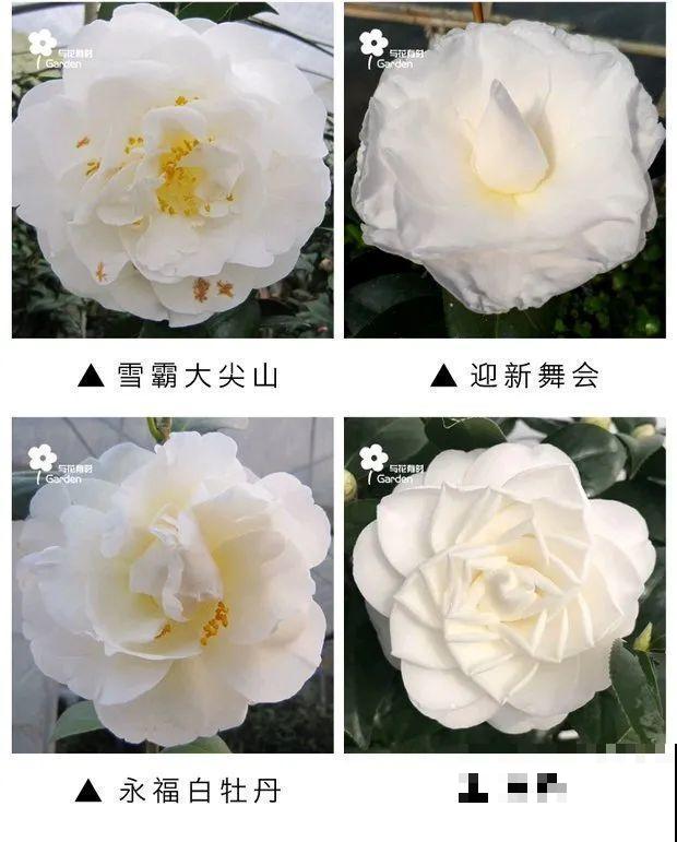 花友种在家门口多年的花,全被人折了,因为不吉利? 花友种在家门口多年的花,全被人折了,因为不吉利?