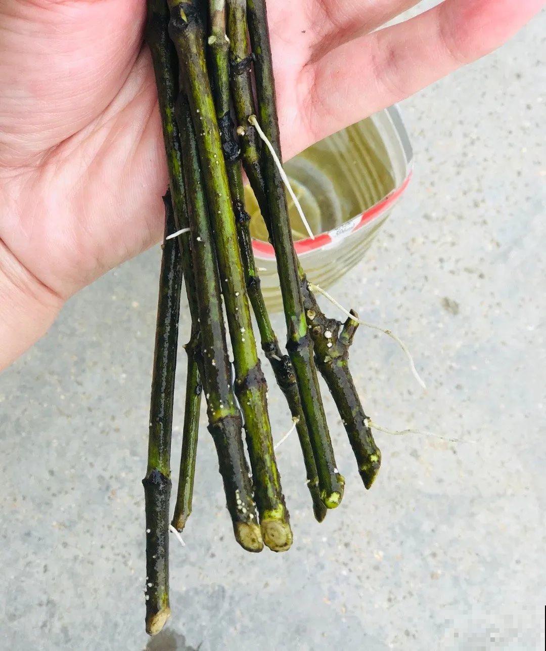 10种花,现在赶紧扦插,随便插土里就能活 10种花,现在赶紧扦插,随便插土里就能活