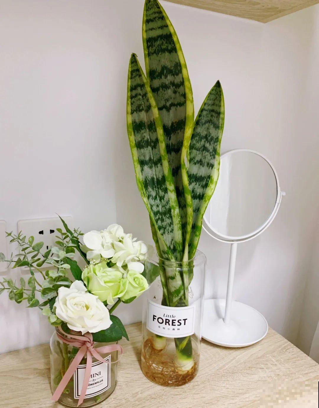 10种花最怕热,夏天养水里,才能活下来! 10种花最怕热,夏天养水里,才能活下来!