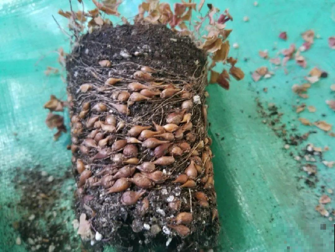 20种花,夏天要休眠,一浇水就死! 20种花,夏天要休眠,一浇水就死!