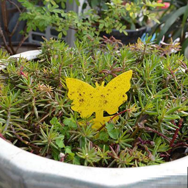 多肉半死不活不长个,可能是没有服盆,赶紧看看! 多肉半死不活不长个,可能是没有服盆,赶紧看看!