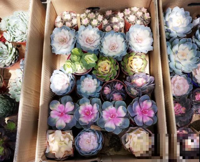 花骗子最爱卖的5种花，养花小白要记住，擦亮眼睛不上当