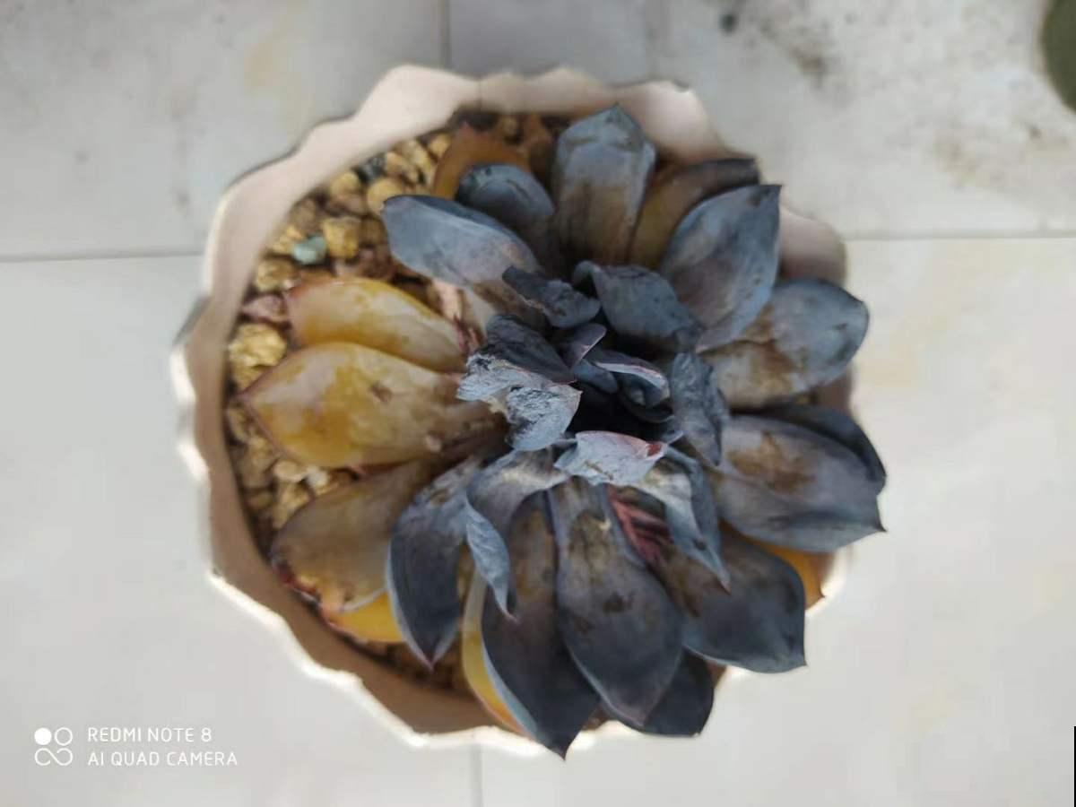 多肉夏天易出问题,注意这几点,安心度夏无压力 多肉夏天易出问题,注意这几点,安心度夏无压力