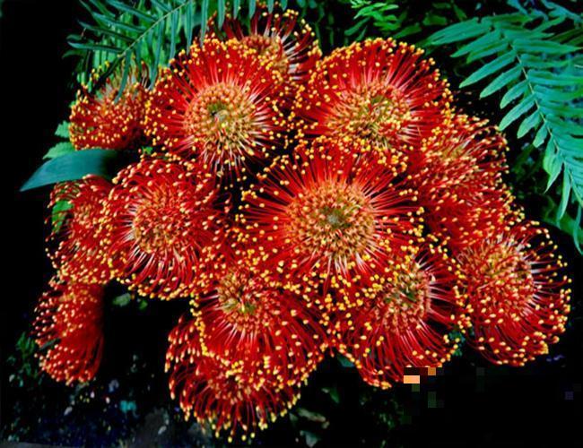 12种奇花异草，认识3种以上，就算见多识广了！