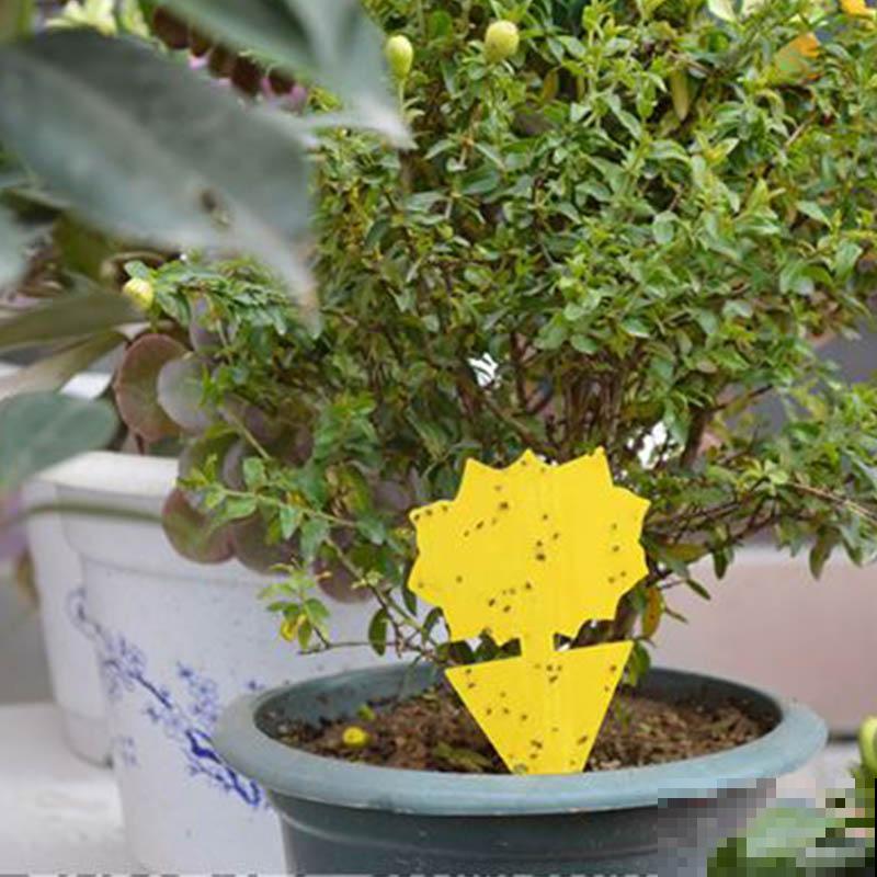 养花最怕遇到这4种虫害,喷点酒精,虫子秒杀,叶子蹭蹭长! 养花最怕遇到这4种虫害,喷点酒精,虫子秒杀,叶子蹭蹭长!